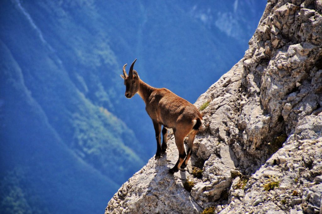 Alpski kozorog (Capra Ibex) na policah Montaža. Avtor: Matjaž Sušnik 